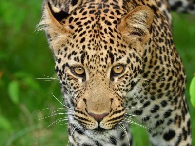 Masai Mara Leopard